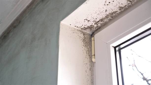 Mold Remediation for Vacation Homes